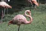 When Do Flamingos Stop Caring for Their Young?