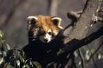 What Does the Chinese Red Panda Eat?