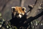 Red Panda Diet