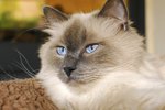 What Types of Cats Have Blue Eyes?