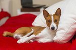 How to Treat Heartburn for Dogs