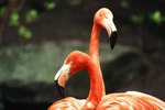 How Do Flamingos Greet Each Other?