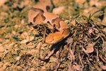 Information on Copperhead Snakes