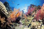 Examples of Vertebrates & Invertebrates in Coral Reefs