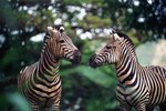 Do Zebras & Horses Make the Same Sound?