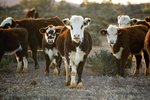 Cattle Disease Symptoms