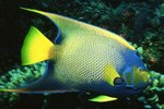 Facts on Marine Queen Angelfish