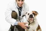 Medrol Side Effects in Dogs