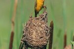 Male Birds Who Build Elaborate Nests