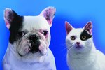 Does Topical Flea Treatment Go Into the Bloodstream?