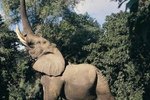 How Do Elephants Use Adaptations for Getting Their Food?