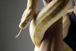 Why Do Snakes Flick Their Tongues?