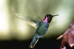 About Hummingbird Feathers