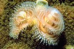 What Role Do Marine Worms Play in the Ecosystem?