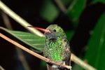 How Long Do Hummingbirds Care for Their Young?