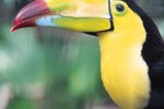 What Is a Toucan's Prey?