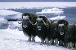 Difference Between Musk Oxen and Yaks