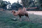 Adaptations That Prevent Camels From Becoming Dehydrated