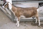 How to Build a Goat Trough
