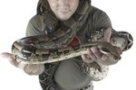 Are Children Safe Around Boa Constrictors?