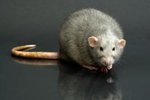 Hair Loss in Pet Rats