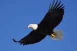 Good Places to See Eagles in Southwest Missouri