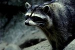 On Which Continents Do Raccoons Live?