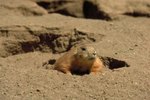 Adaptations of Snakes to Live in Burrows