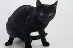 Black American Shorthair Vs. Bombay Cat