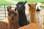 What Deserts do Llamas Live In?