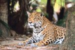 Amazon Jaguar Habitat