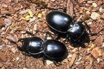 Facts About the Beetles That Live in the Tundra