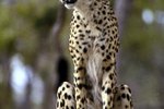 Differences Between Jaguars & Cheetahs