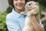 Pet Rabbit Checklist