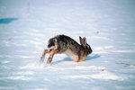 Breeds of Rabbits Common to America