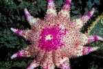 Coral-Eating Starfish Facts