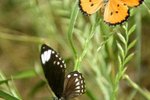How Long Will Butterflies Live After Mating?
