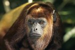 List of Rain Forest Monkeys
