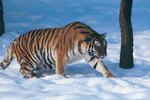 What Are Some Threats to the Siberian Tiger?