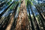 Animals of the Sequoia Tree Ecosystem