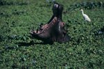 The Size of a Hippo's Mouth