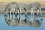 Names of Zebras