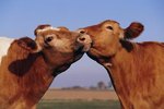 Do Cows Make a Different Sound Besides Moo?