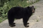 What Kind of Bears Live in Tennessee?
