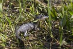 How Long Does a Mother Alligator Care for Her Young After They Hatch?