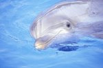 What Is the Texture of a Dolphin's Skin?