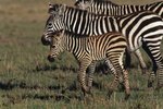 The Life Cycle of a Zebra After It Is Born