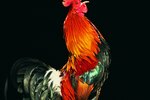 Changes in the Color of a Rooster's Comb