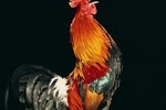 What Is a Rooster Coxcomb?