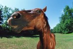 How to Make a Horse Quit Biting